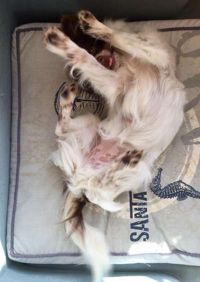 Die Dogorama Wochen Challenge-Beitrag-Bild