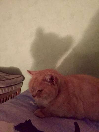 Fotochallange Nr. 46

Schattenspiele BEENDET!!!!!-Beitrag-Bild