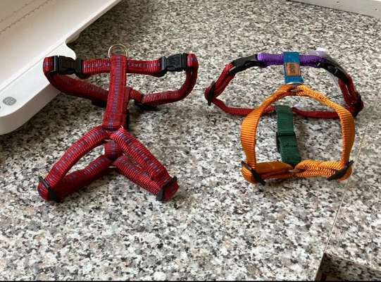 Dackel Zubehör / Geschirr-Beitrag-Bild