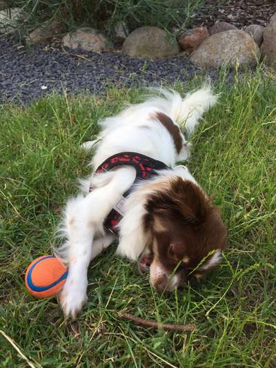 Hundeschule ja oder nein?-Beitrag-Bild