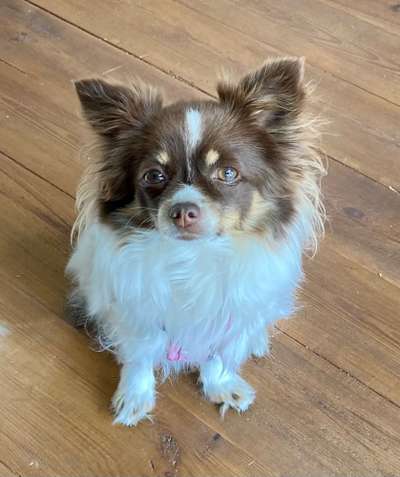 Wo sind die Papillon Besitzer?-Beitrag-Bild