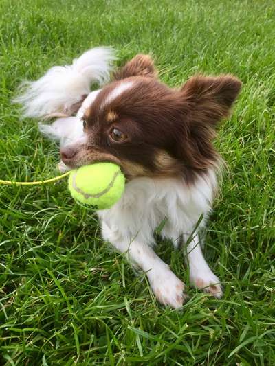 Wo sind die Chihuahua Besitzer ?-Beitrag-Bild