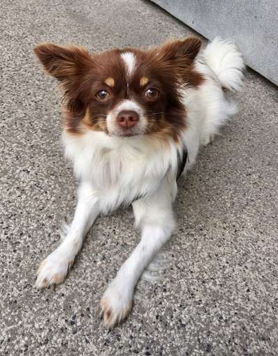 Wo sind die Chihuahua Besitzer ?-Beitrag-Bild