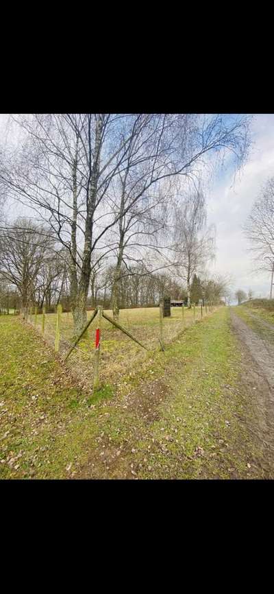 Hundeauslaufgebiet-Hundeauslauf Much Hündekausen-Bild