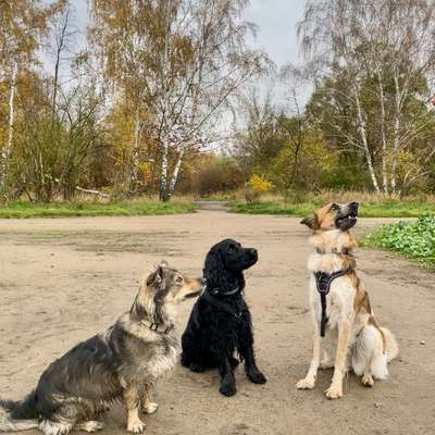 Hundetreffen-Social Walk im Gemeindepark Lankwitz-Bild
