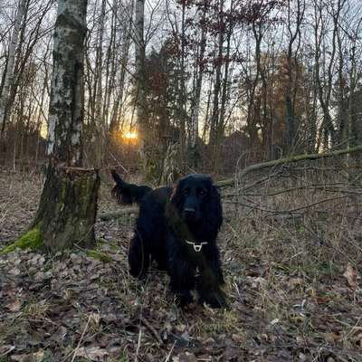 Hundetreffen-Cocker Treffen in Lichtenrade 🐶-Bild