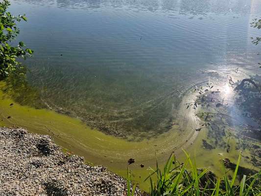 Giftköder-Eventuell Blaualgen im See-Bild