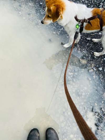 Dogorama Photo Challenge - Pfützen & Spiegelungen-Beitrag-Bild