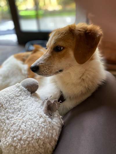 Mischlingshunde Foto Aufruf-Beitrag-Bild