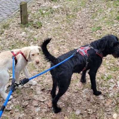 Mischlinge raten - Rätselspaß-Beitrag-Bild