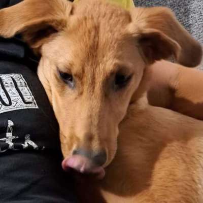 KRITIKOS LAGONIKOS-Beitrag-Bild