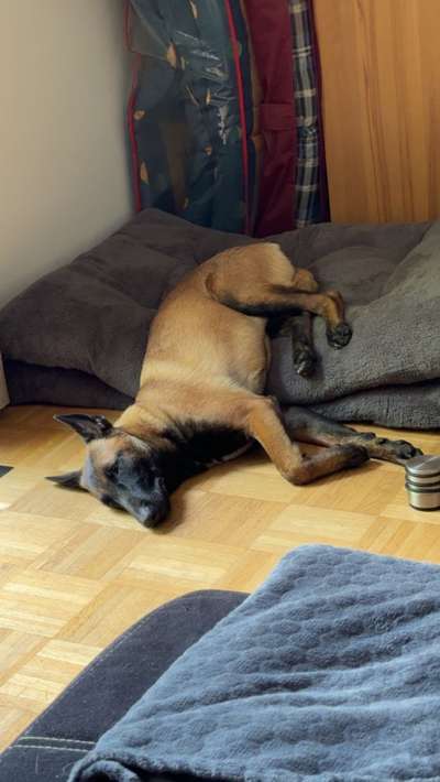 Hundetreffen-Spaziergang mit anschließendem toben-Bild