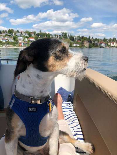 TierschutzhundeStammtisch🐕-Beitrag-Bild