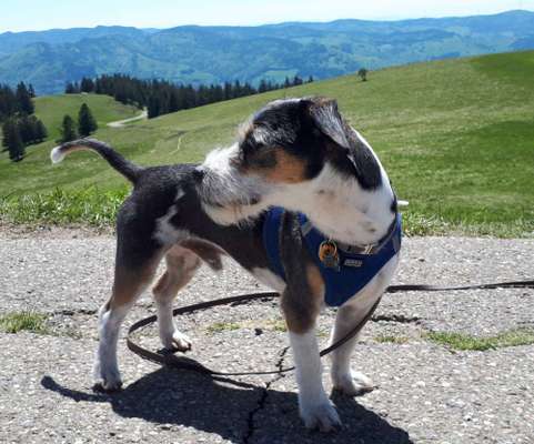 Jack Russel-Beitrag-Bild