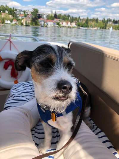 Mischlingshunde Foto Aufruf-Beitrag-Bild