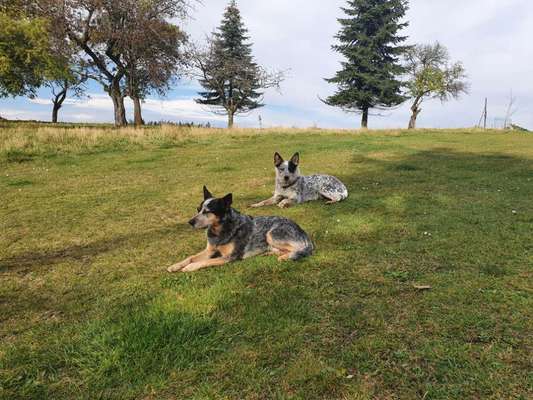 Mehrere Hunde zuhause !-Beitrag-Bild