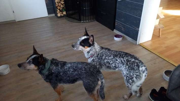 Australian Cattle Dogs-Beitrag-Bild