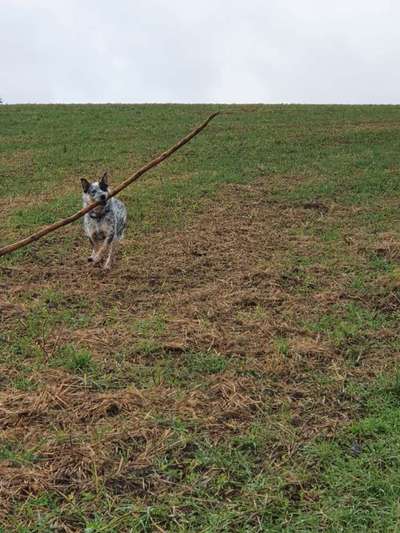 Fotochallenge 66 ~ Rennaction -Zeig deinen Hund im Lauf-Beitrag-Bild