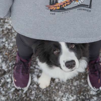 Hundetreffen-Welpen und Junghunde treffen-Bild