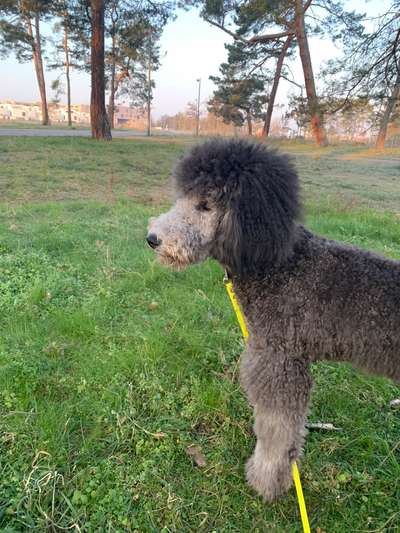 Alles rund um den Pudel-Beitrag-Bild