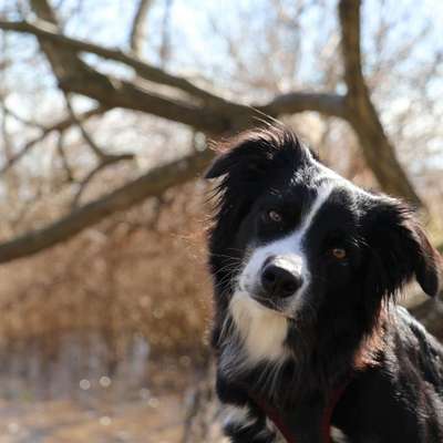 Hundetreffen-Aussie / Border Treff-Bild