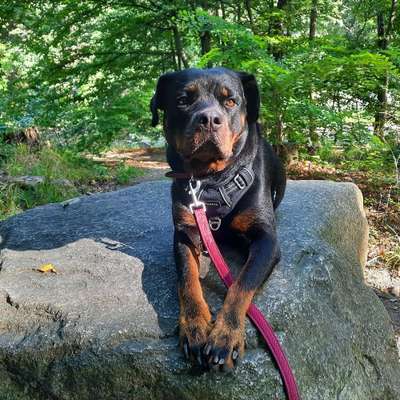 Hundetreffen-Social walk in Quedlinburg-Bild