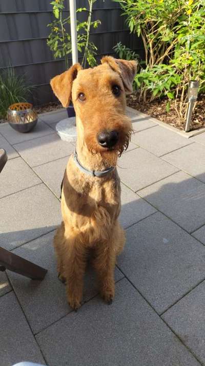 Airedale Terrier-Beitrag-Bild