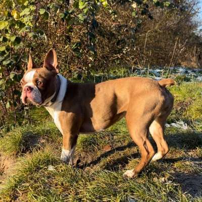 Hundetreffen-Spielbuddy gesucht-Bild