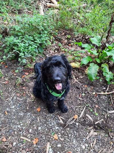 Goldendoodle-Beitrag-Bild