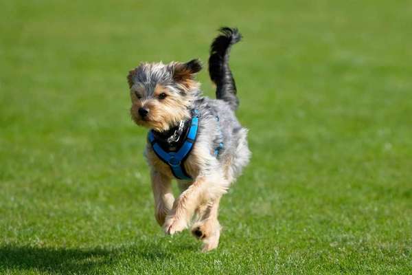 Challenge Nr. 16         Dynamik - Dein Hund in Bewegung-Beitrag-Bild