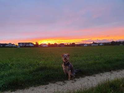 Hundeauslaufgebiet-Bruckersberg-Bild