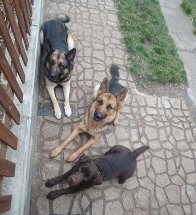 Deutsche Schäferhunde, Belgische Schäferhunde.-Beitrag-Bild