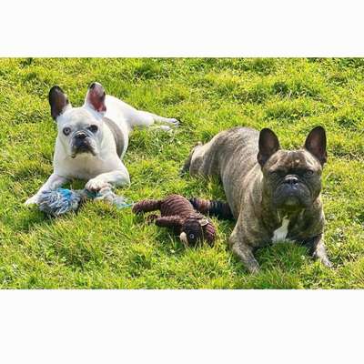 Hundetreffen-Treffen, spielen Französische Bulldogge-Bild