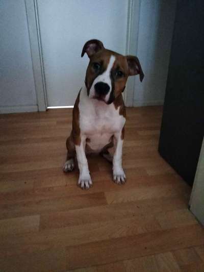 American Staffordshire Terrier 
Wo seit Ihr?-Beitrag-Bild