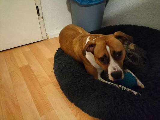 Boerboels-Beitrag-Bild