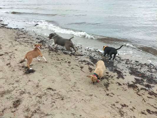 Hundetreffen-Bully treffen Lichtenhagen-Bild