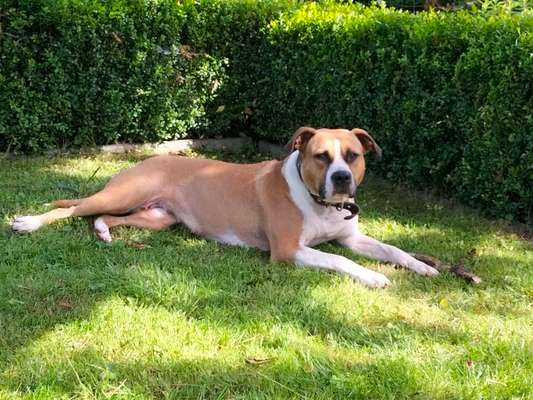 Wie kamst du zu deinem Hund?-Beitrag-Bild