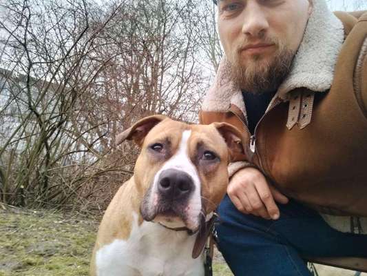 "Bulligere Arten" auch hier? :) Amstaff etc..-Beitrag-Bild