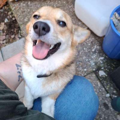 Hundetreffen-Gemeinsame Runde in Roden-Bild