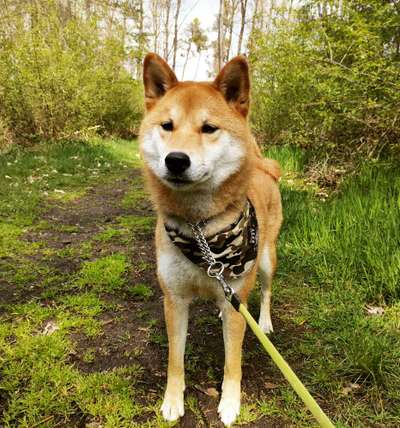 Shiba Inu und andere japanische Rassen!-Beitrag-Bild