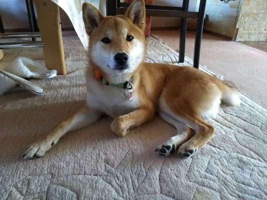 Warum hat euer Hund den Namen den er hat?-Beitrag-Bild