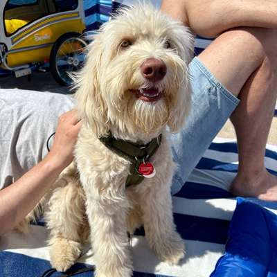 Hundetreffen-Spieletreff Junghunde Castrop-Rauxel und Umgebung-Bild
