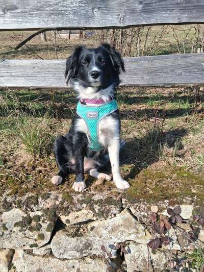 Hundetreffen-Gassi- und Spielrunde, Austauschen, Training-Bild