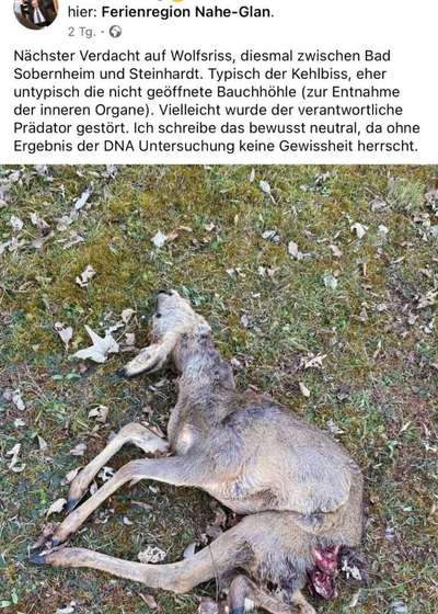 Giftköder-Erneuter wahrscheinlicher Wolfsriss-Bild