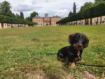 Hundetreffen-Welpentreffen / Spazierengehen-Bild