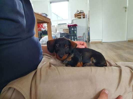 Welpen Bilder !-Beitrag-Bild