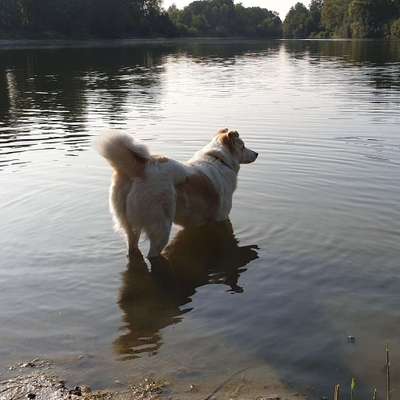 Hundetreffen-Rad fahren