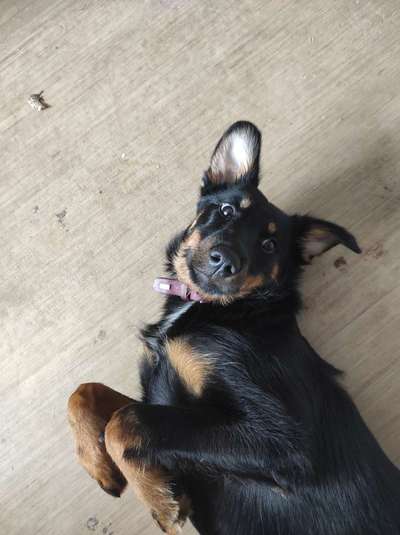 Hundetreffen-Welpentreffen in Kempten-Bild