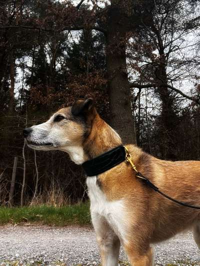 Hundetreffen-Spaziergang-Bild