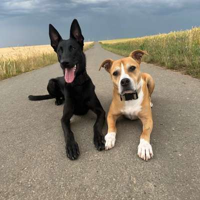 Hundetreffen-Hundekumpels & -kumpelinen gesucht-Bild